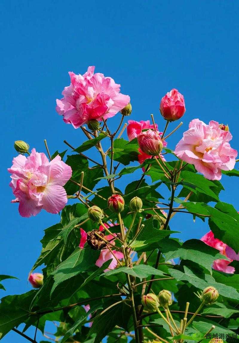 芙蓉,多面绽放的璀璨之花