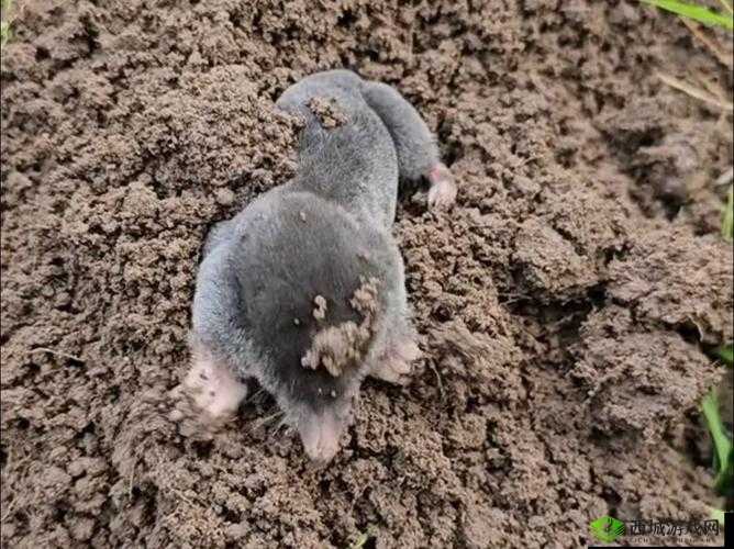 小动物之星鼹鼠的作用介绍
