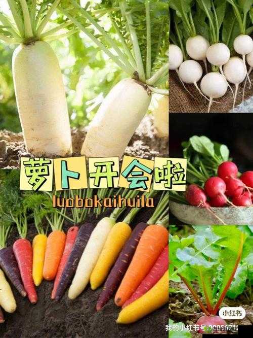 拔萝卜痛又降黄 9.1 现看:探究背后的深层原因与影响