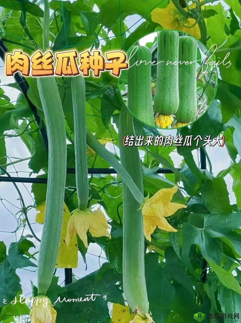 小猪草莓丝瓜深夜释放自己:探究人类情感与欲望的私密领域