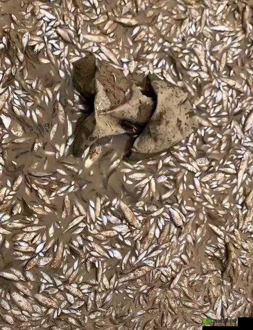 鄱阳湖附近大量鱼因神经中毒死亡,甲氰菊酯的滥用与生态灾难