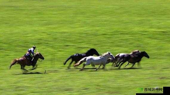随着马儿的奔跑项弄:领略草原上的自由与激情