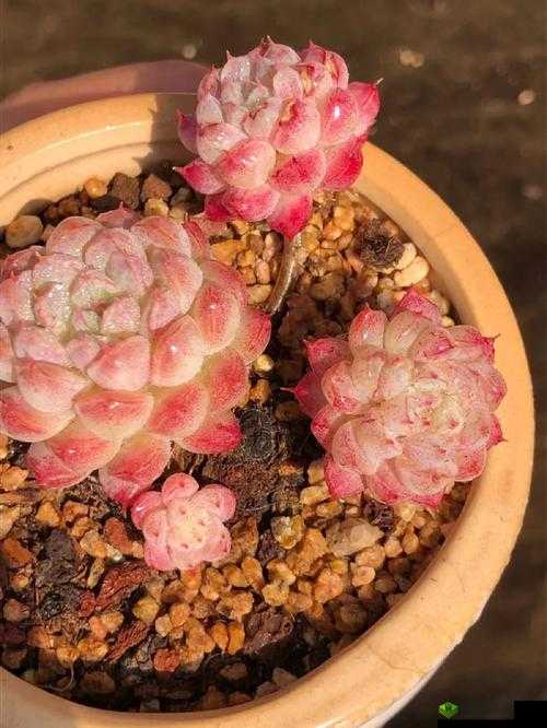 邪魅校草的呆萌甜心:1v3 多肉小公主的甜蜜爱恋