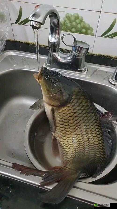 鲤鱼喝水技巧图解:详细解读与实用技巧分析