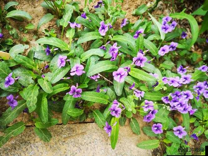 野花社区在线观看免费观看最新 3:精彩内容不断,等你来探索