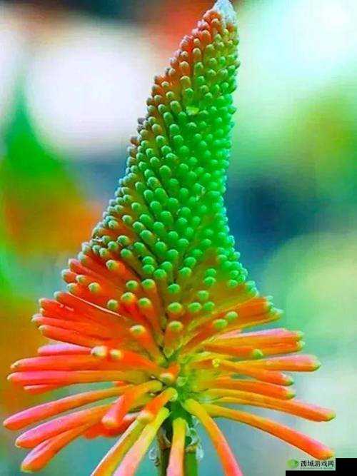 上海秘境,探寻那些不为人知的奇花异草