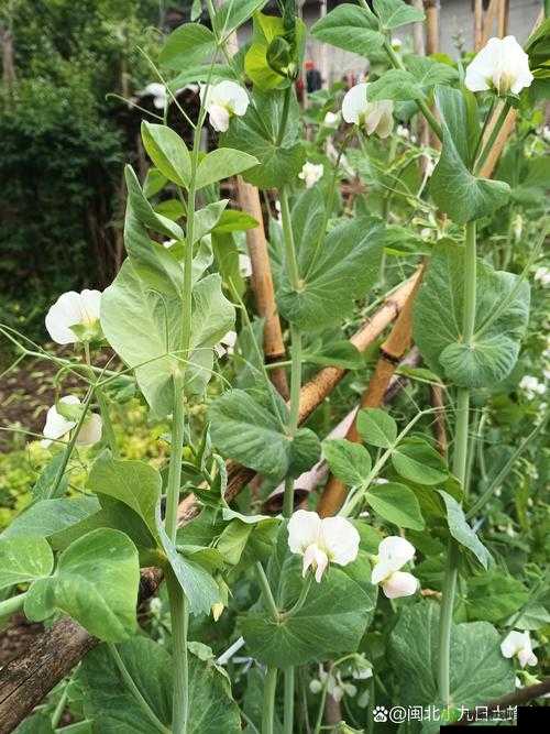 嫩草一二三 485gg 背后的奇妙故事与探索