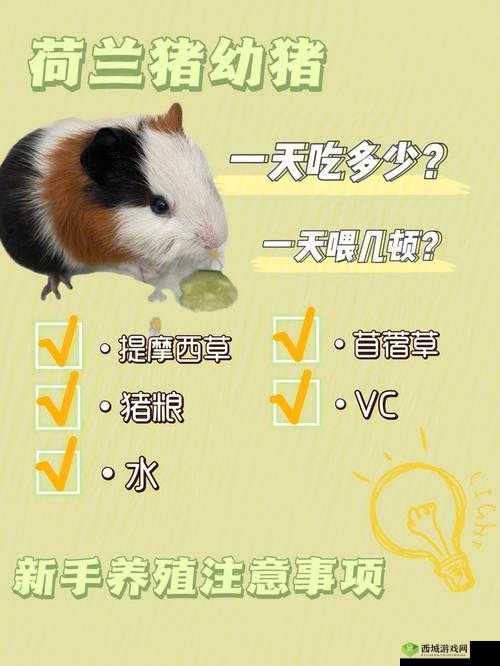 荷兰猪喂养攻略,资源管理的智慧指南