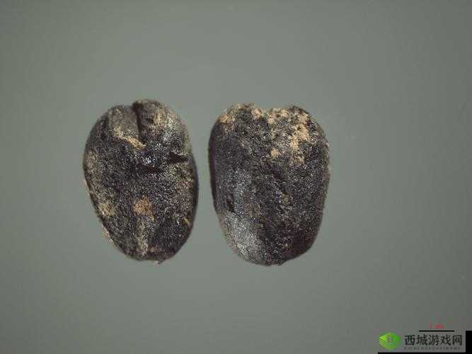 北京出土三千年前植物种子,探索古代生态与文明的钥匙