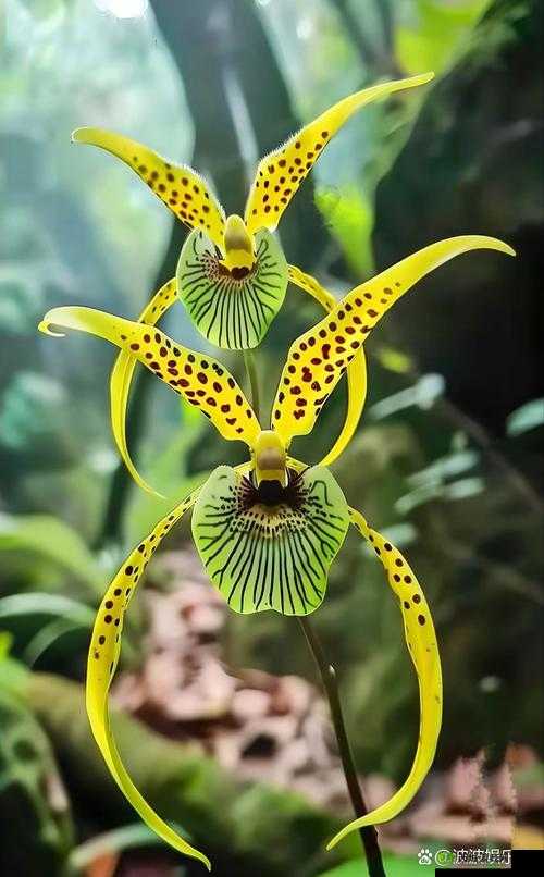 哇嘎青青草:探索未知的奇妙世界