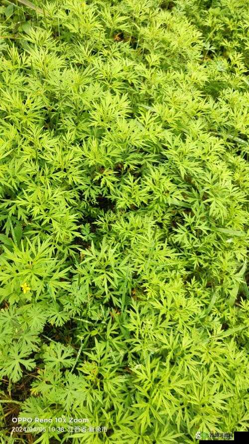 回归自然,探索小森生活的绿色奥秘