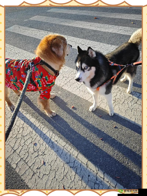 ZOOM 大狗:忠诚伙伴伴你快乐每一天