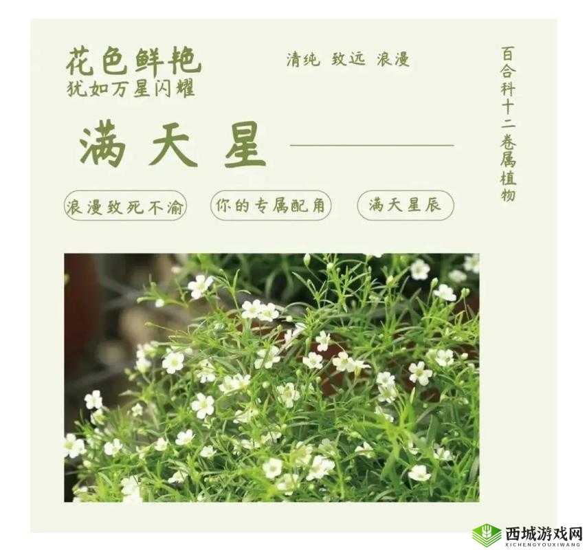 女管家法国满天星:解读花语与寓意