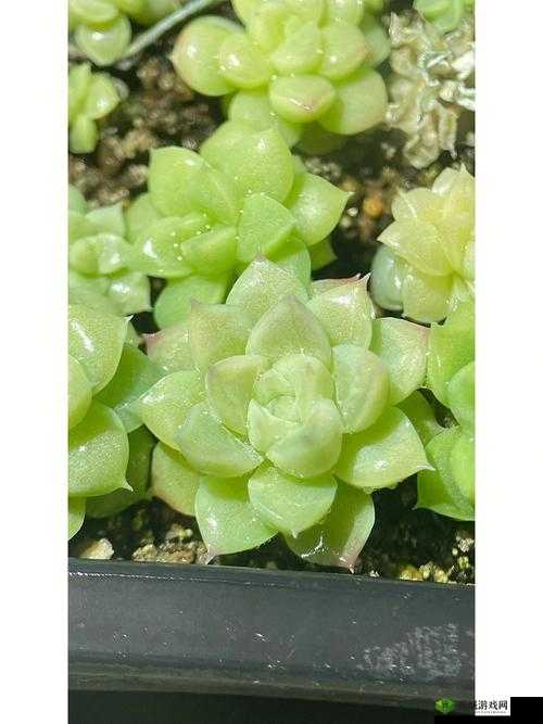 重生细胞绿色流派,解锁生命之力的奥秘