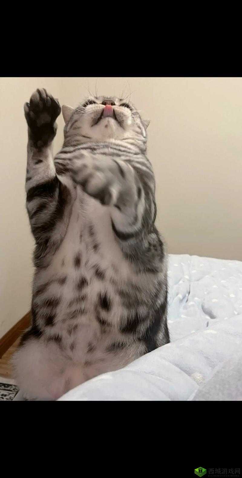 灵猫传猫咪英凶凶,萌宠界的霸气担当