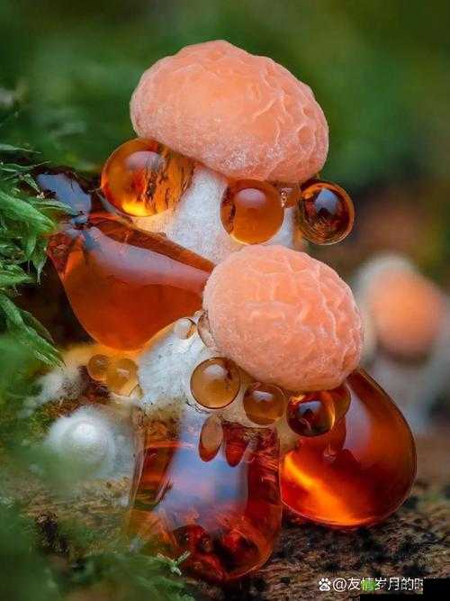 x9x9x9 任意槽 108 蘑菇:探秘其独特魅力与神奇功效