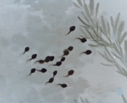 97 国产精品无码免费视频蝌蚪网:释放你的无限激情