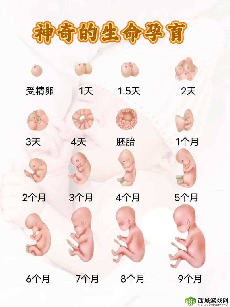 alpha孕囊顶开分娩:探秘生命诞生的神奇过程