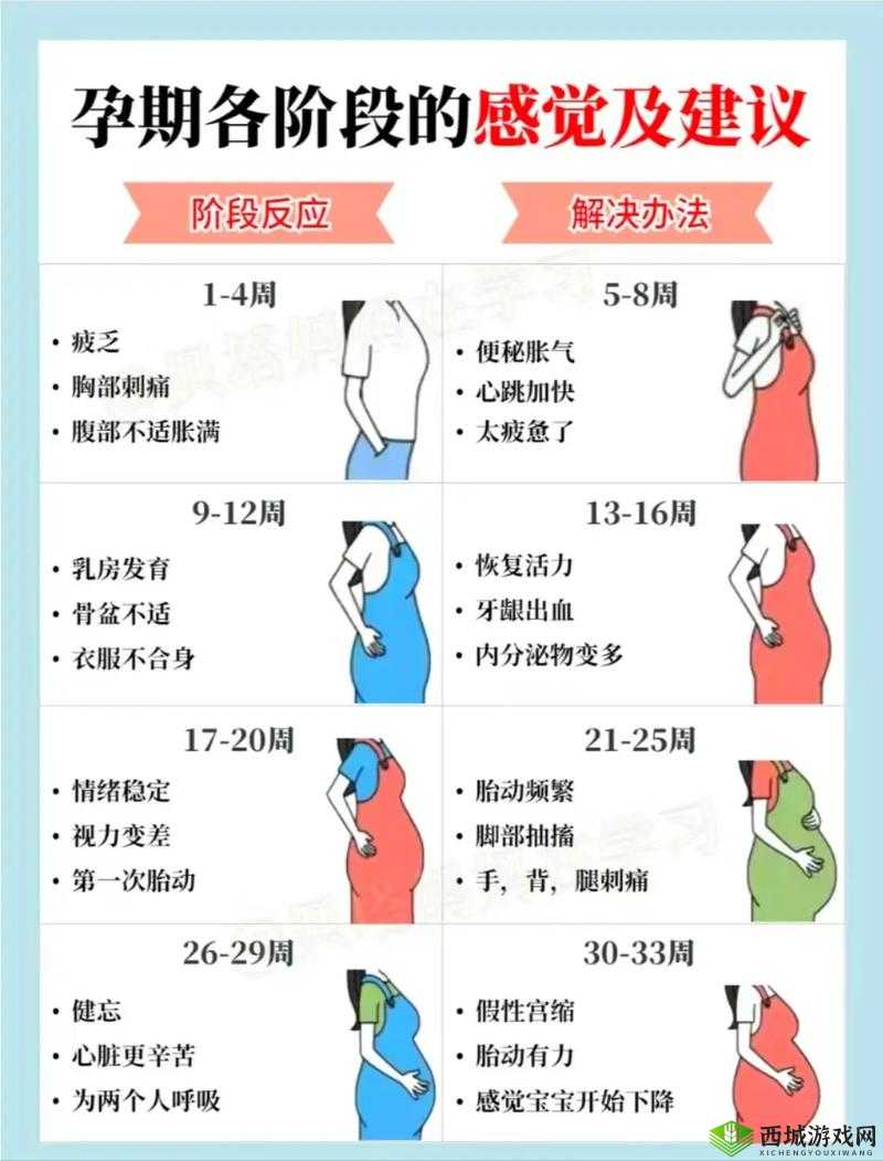 怀孕多久会有反应：全面解析孕期身体变化信号