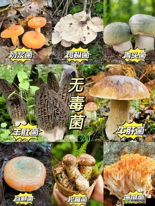 蘑菇视频:探索未知的精彩世界