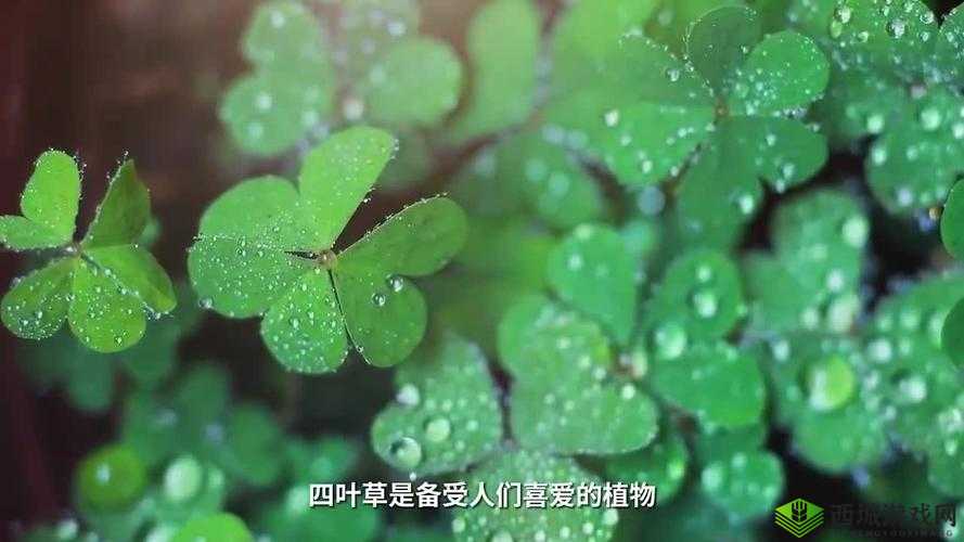 四叶草剧场,打造梦幻舞台,解锁家具舒适度的奥秘