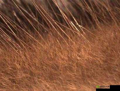 AAAA 级毛皮最火的一句竟直接摆烂:毛皮行业乱象何时休?