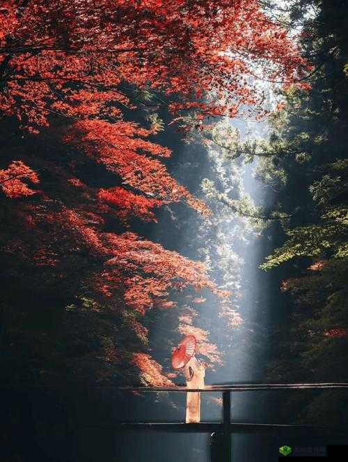 红枫秋日奇幻之旅:一场梦幻般的唯美邂逅