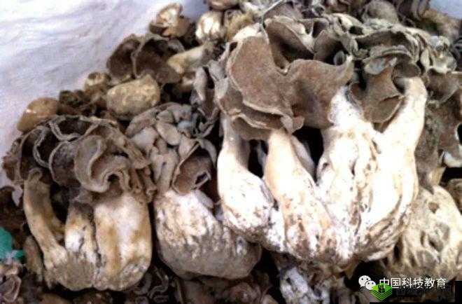 紫黑色蘑菇头顶开花缝:神秘而奇妙的自然奇观