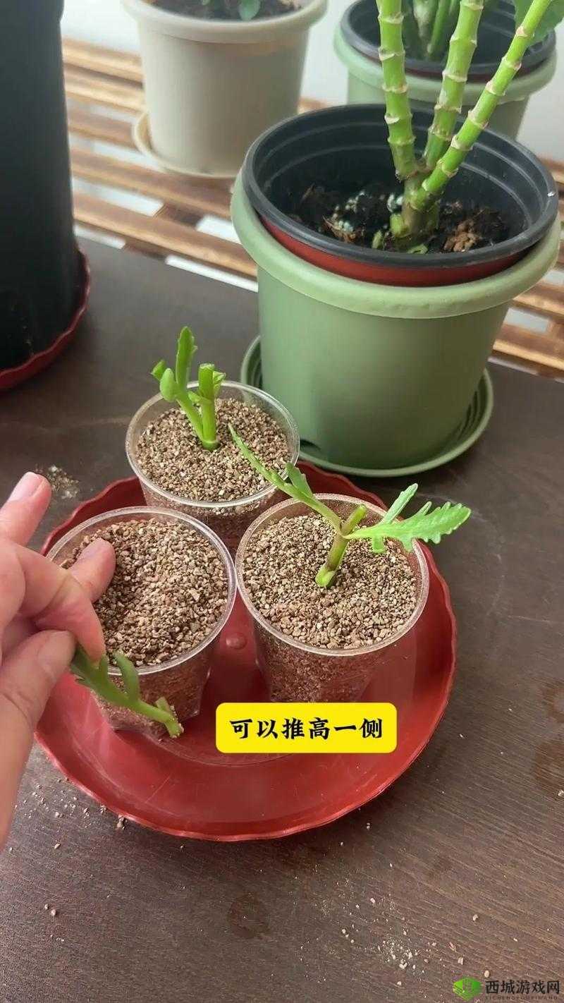 欧式 72 种扦插法的注意事项完成优化上线:助您轻松掌握扦插技巧