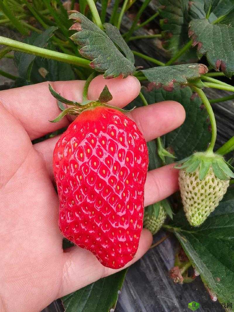 草莓视频在线无限看-草莓:精彩内容随时等您来探索