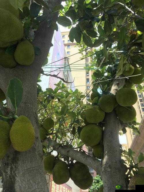 菠萝菠萝蜜免费视频观看播放:精彩内容不容错过