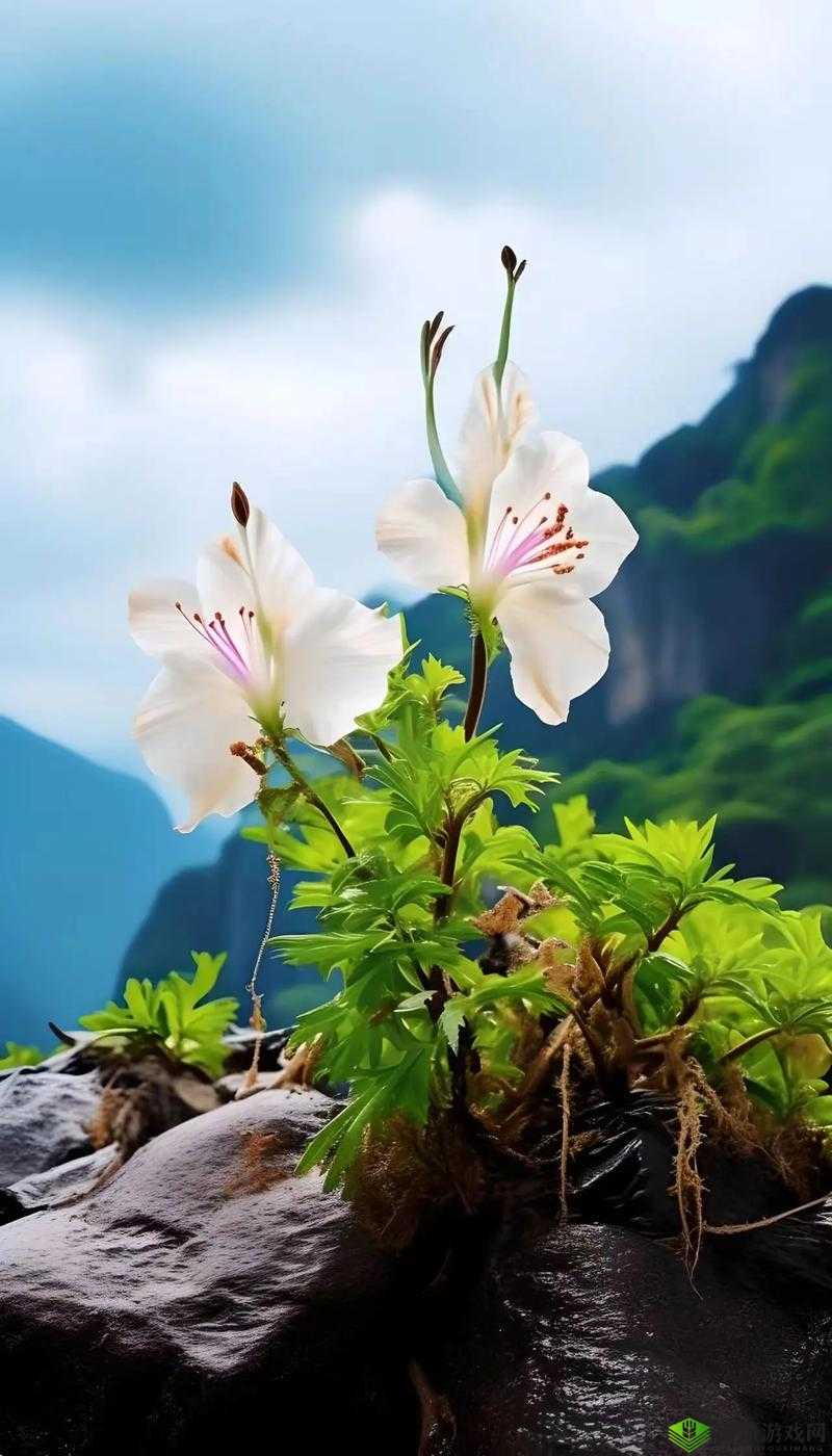 野花视频中文免费观看 3:探寻自然之美,领略野花的魅力