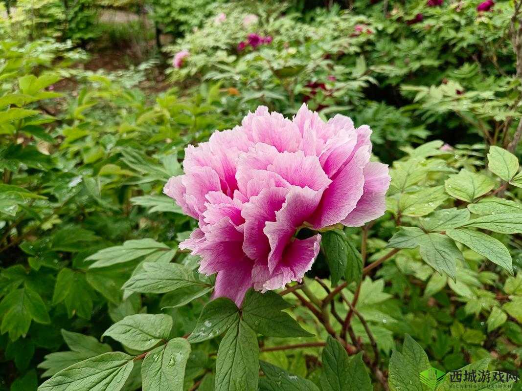 亭亭玉立国色天香综合症怎么治疗:探寻有效的治疗方案与策略