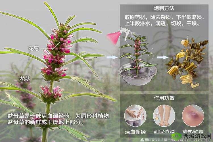 一味药久交不泄的土方法:探寻古老智慧与独特功效