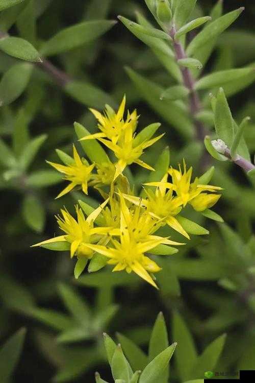 野花日本韩国免费视频 7:在自然中绽放的美丽