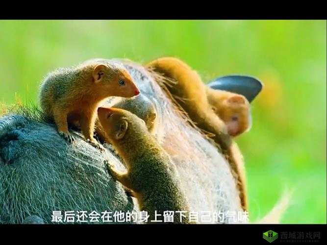 能播放的 Zoo 类:动物世界的奇妙之声