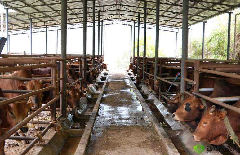 人、马、畜禽的公司最新业务:养殖、销售、加工一体化