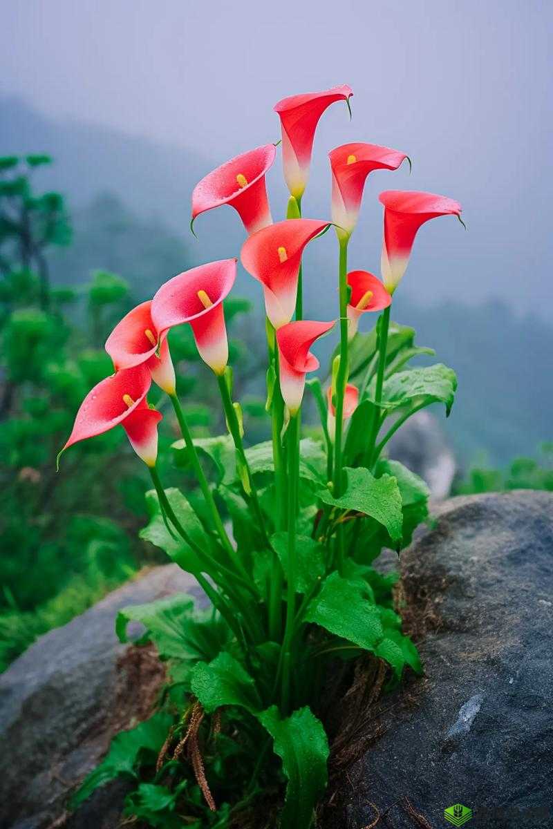 野花直播免费观看日本更新但需注意版权及内容合法性