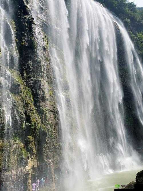 水帘白瀑如饥似渴一丛金黄:那令人陶醉的绝美景色