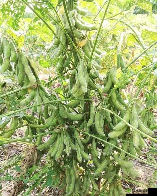 成熟 50-wx 老狼大豆行情:大气免费资源畅享