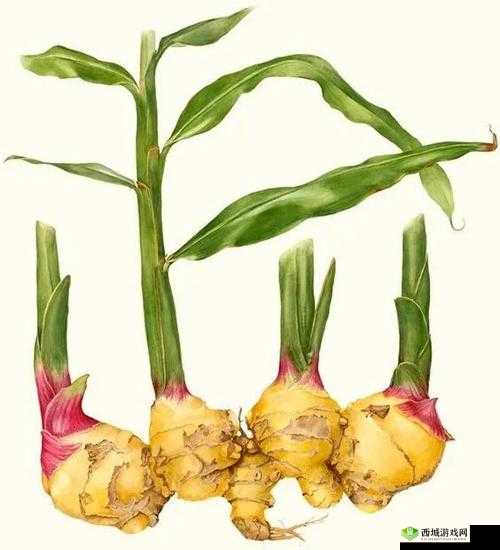 创造与魔法姜,资源管理中的瑰宝与生姜果茶的奇妙之旅