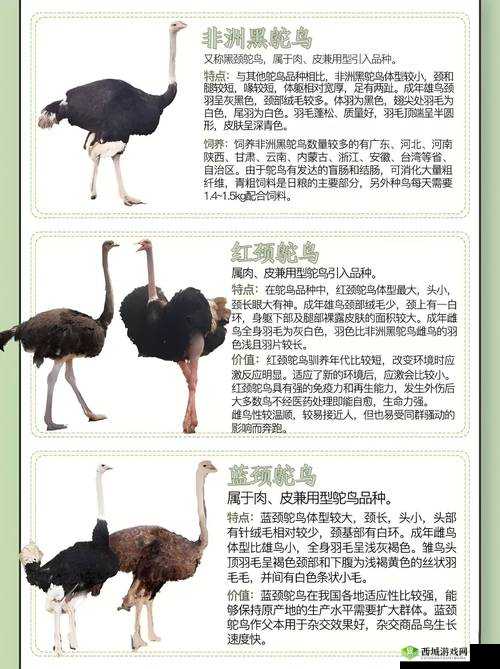 人马畜禽company limited 的最新业务:关于动物养殖与产品加工的全面介绍