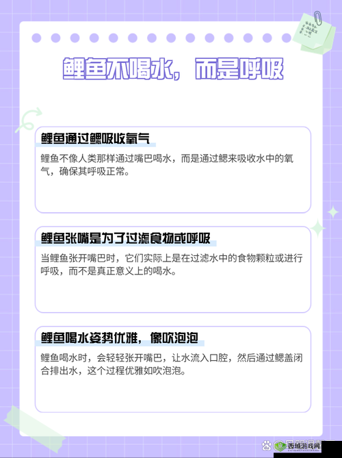 鲤鱼喝水技巧:如何正确喝水以保持健康