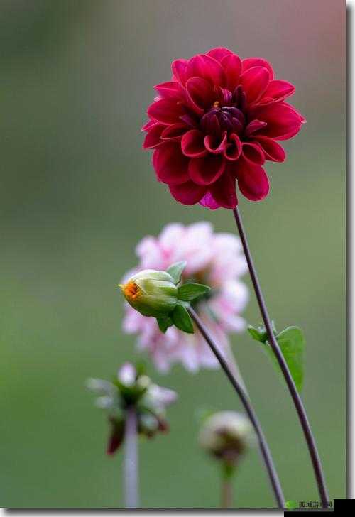 野花社区日本免费图片:精彩呈现众多精美画面