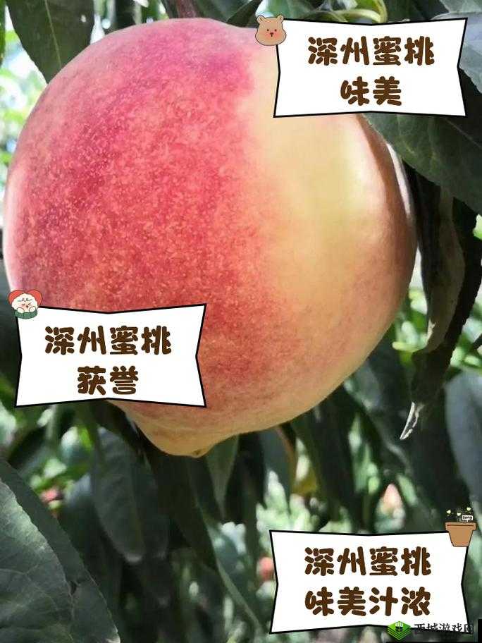 蜜桃网站之精彩内容呈现与独特魅力展示