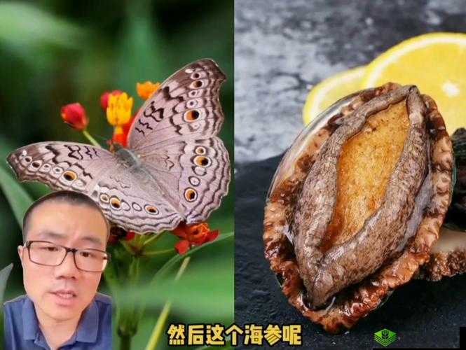 鲍鱼一线天蝴蝶馒头:探秘其独特的形状与魅力