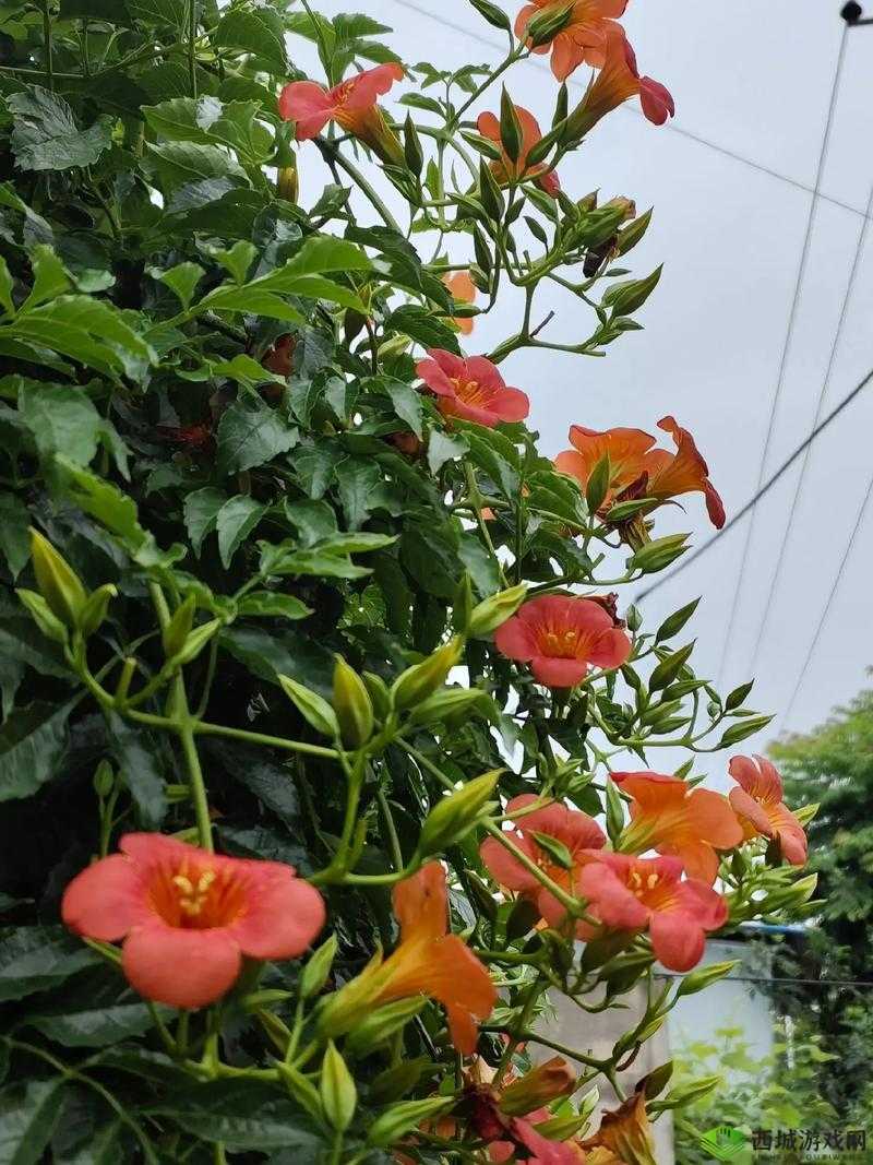 激情四射五月婷婷:带你领略缤纷多彩的活力世界