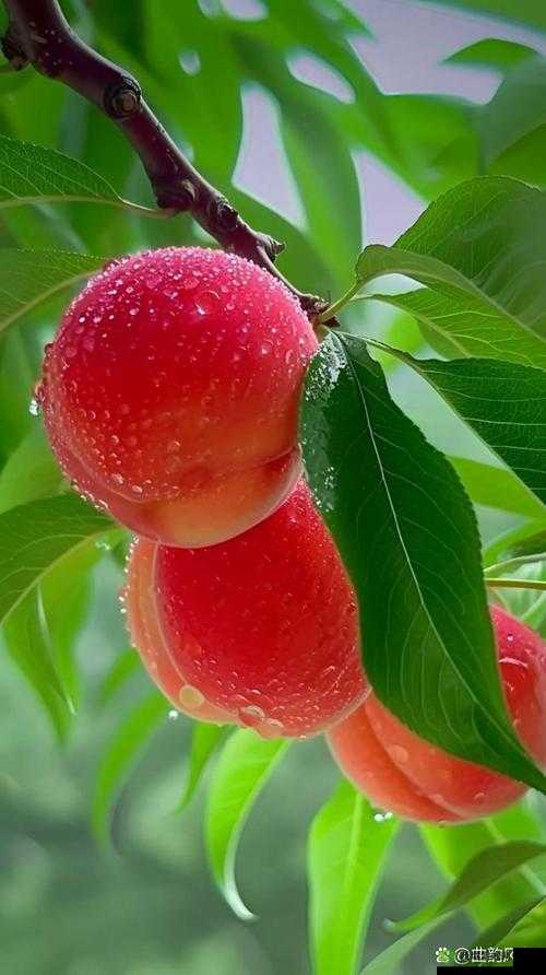 甜蜜多汁的蜜汁桃桃带来的独特味觉享受