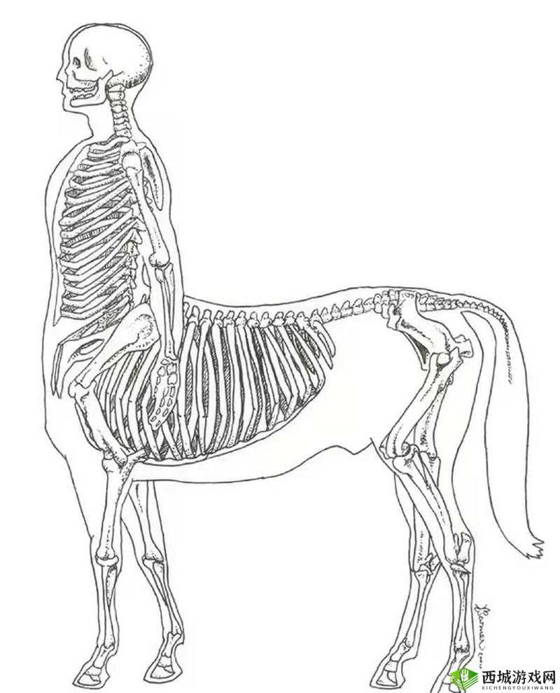 如何区分 Z0Z0 马与 Z0Z0 人马:外貌、习性与寓意的区别