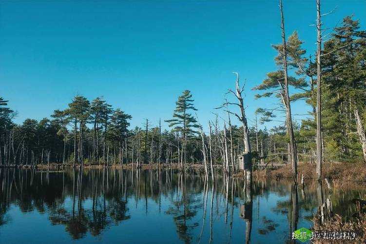 韩无码：一个充满神秘色彩的独特存在令人好奇